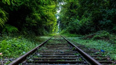 abandoned-forest-hd-wallpaper-34950